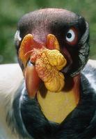 Sarcoramphus papa - King Vulture