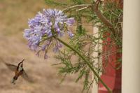 Acanthorhynchus tenuirostris - Eastern Spinebill