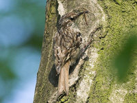 Certhia familiaris - Treecreeper