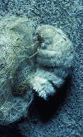 Image of: Orgyia leucostigma