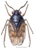 Image of: Saldula coxalis