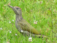 Picus viridis - Eurasian Green Woodpecker