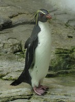 Eudyptes schlegeli - Royal Penguin