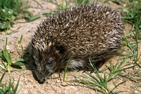 Erinaceus concolor - Eastern European Hedgehog