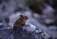 Ochotona princeps - American Pika