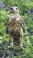 Image of: Buteo galapagoensis (Galapagos hawk)