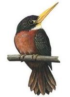 Image of: Galbula albirostris (yellow-billed jacamar)