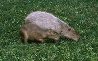 Hydrochaeris hydrochaeris - Capybara