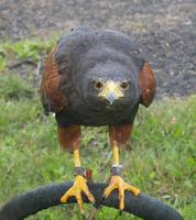 Image of: Parabuteo unicinctus (Harris's hawk)