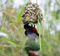 Image of: Ploceus nigerrimus (Vieillot's weaver)