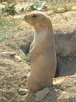 Cynomys ludovicianus - Black-tailed Prairian Dog