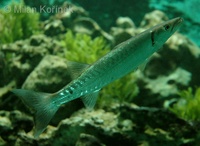 Sphyraena barracuda - Great barracuda