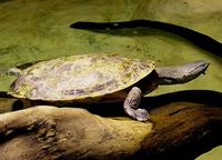 Phrynops hilarii - Hilaire's Side-necked Turtle