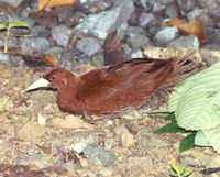 Andaman Crake - Rallina canningi