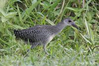 Slaty-breasted Rail - Gallirallus striatus