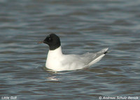 Little Gull - Larus minutus