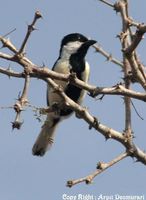 White-naped Tit - Parus nuchalis