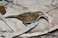 Large Scimitar Babbler - Pomatorhinus hypoleucos