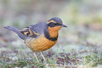 Varied Thrush - Zoothera naevia