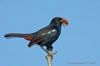 Indian Robin - Saxicoloides fulicatus