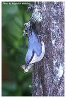 Chestnut-vented Nuthatch - Sitta nagaensis