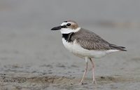 Wilson's Plover (Charadrius wilsonia) photo