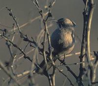 Crissal Thrasher (Toxostoma crissale) photo