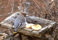 Bohemian Waxwing (Bombycilla garrulus) photo