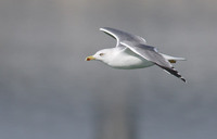 Armenian Gull (Larus armenicus) photo