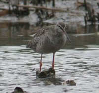 Spotted Redshank - Tringa erythropus