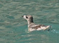 Kittlitz's Murrelet - Brachyramphus brevirostris