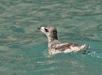 Kittlitz's Murrelet - Brachyramphus brevirostris