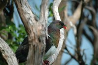 New Zealand Pigeon - Hemiphaga novaeseelandiae