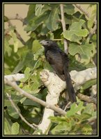 Groove-billed Ani - Crotophaga sulcirostris