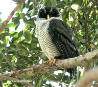 Black-and-white Owl - Ciccaba nigrolineata