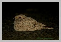 Sykes' Nightjar - Caprimulgus mahrattensis