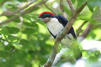 Black-girdled Barbet - Capito dayi