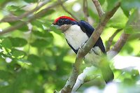 Black-girdled Barbet - Capito dayi