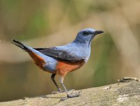 Chestnut-bellied Rock-Thrush - Monticola rufiventris