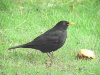 Eurasian Blackbird - Turdus merula