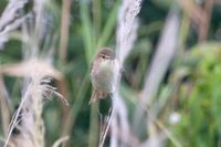 Australian Reed-Warbler - Acrocephalus australis