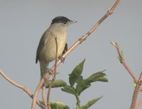 Blackcap - Sylvia atricapilla