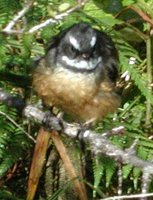 Gray Fantail - Rhipidura fuliginosa