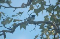 Madagascar Paradise-Flycatcher - Terpsiphone mutata