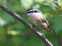 Red-breasted Nuthatch - Sitta canadensis