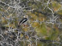 White Helmetshrike - Prionops plumatus