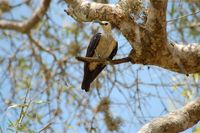 Sickle-billed Vanga - Falculea palliata