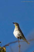 Chestnut-shouldered Petronia - Petronia xanthocollis