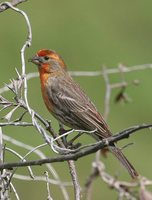 House Finch - Carpodacus mexicanus