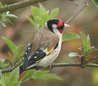 European Goldfinch - Carduelis carduelis